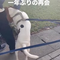 興奮する犬