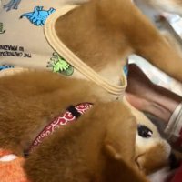 「やめろ～」と必死に抵抗中