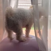 プルプル…プルプル…