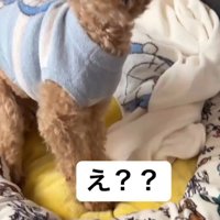 声がした方を向く犬