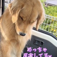 反省の表情を浮かべる犬