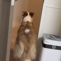 玄関の方を見つめる犬