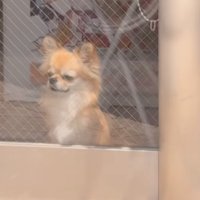 悲しそうな犬