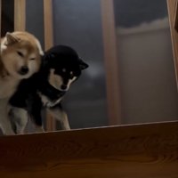 並ぶ2匹の犬1