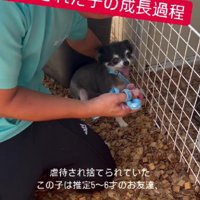 虐待されたわんこ