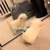 鏡の前を行ったり来たりする犬