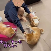 豆柴たちを順番に撫でる次女