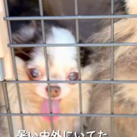 炎天下に放置されたわんこ