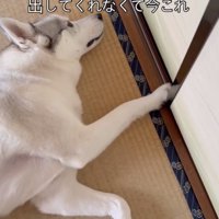 きっともうすぐ出てくるよ！