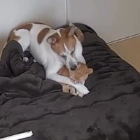 猫さんもうっとり♡