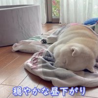 穏やかな昼下がり…