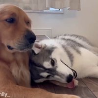 ゴールデンレトリバーの前足に頭を乗せてくつろぐハスキー犬