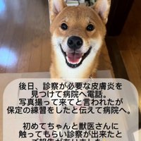 満面の笑みでこちらを見る柴犬