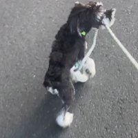 リードを噛む犬