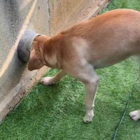 こむぎちゃんの番！