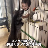 赤ちゃんを見上げる子犬