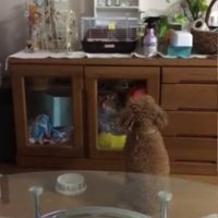 ケージを見つめる犬の後ろ姿
