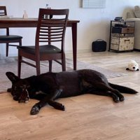 キングくんと子猫3