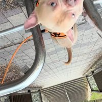 柵を超えられて喜ぶ小型犬