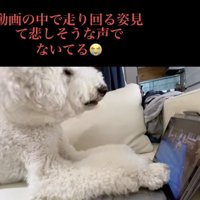 「キャンキャン」