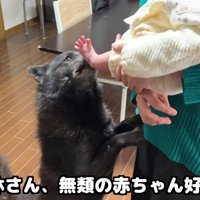 一休さんは赤ちゃん好き