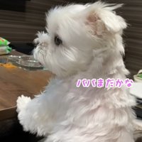 パパさんの帰りを待つナナくん7