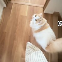 ハプニング発生時のポテチくんとレモンさん3
