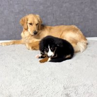 腰を下ろす子犬