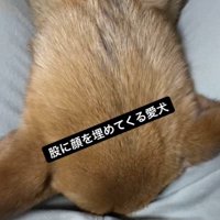 股に顔をうずめるわんこ