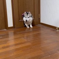 ここまでしか入れない…