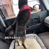 ドライブを楽しむ柴犬