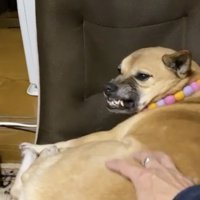お父さんには全力ムキ顔
