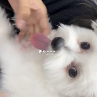 カメラ目線でベロを出す白い犬
