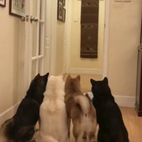 立ち上がって確認する犬