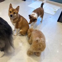 他の犬に匂いを嗅がれる犬