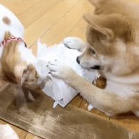 紙で遊ぶ犬と子猫