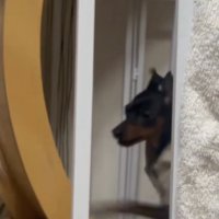 キャットホイールで走る犬