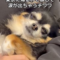 人に抱かれて涙ぐむ犬