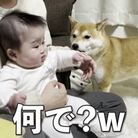 きなこちゃんが登場！