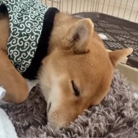 キャプテン、人間の子供みたい