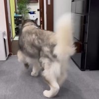 小走りのシンバくん