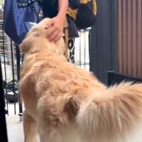 大型犬を撫でる長男