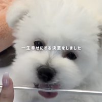 ケージの窓越しに投稿主さんを見る犬