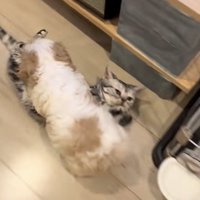 まるくん、突進！
