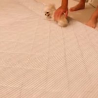 なでられる犬