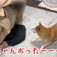 毛布がめくられて人と対面する犬