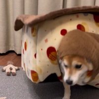 「おやつ」と聞いた文太くんの反応5