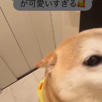忠太くんの熱烈歓迎7