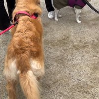 観光客と触れ合う大型犬