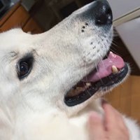 雷が鳴った時のリリーちゃん＆タンタンちゃん6